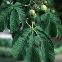 Horsechestnut