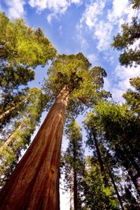 Redwood