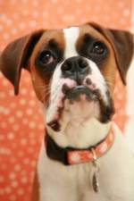 Bella_close_up_lowres