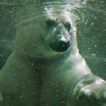 Polarbear